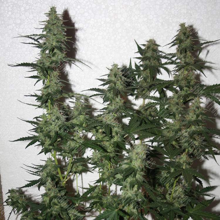 семена конопли для посадки купить White Widow feminised