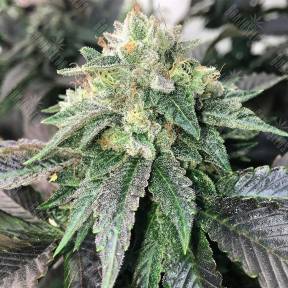Spaceman Skunk feminised Ganja Seeds