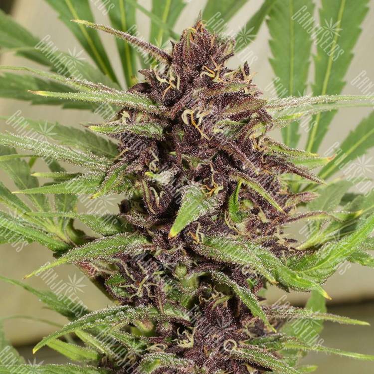 Fruity Trips feminised Ganja Seeds Fruity Trips feminised Ganja Seeds