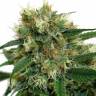 заказ семян конопли Спб Fruity Trips feminised заказ семян конопли Спб Fruity Trips feminised