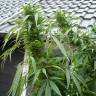 семена конопли гидропоники Purple Paro Valley feminised Mandala Seeds