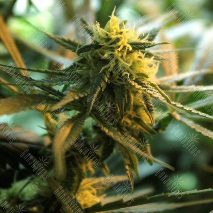 семена конопли Money Maker feminised Strain Hunters Seeds