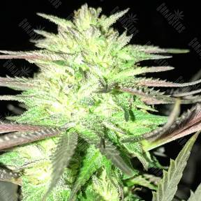 Auto Ultraviolet regular Ganja Seeds