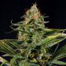 семена конопли аутдор Amnesia Kush feminised Dinafem Seeds