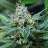 семена конопли в интернете Amnesia Kush feminised Dinafem Seeds