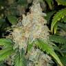 семена конопли курьером Auto Zkittlez feminised Fast Buds