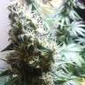 семена культурной конопли купить Master Kush feminised Nirvana Seeds