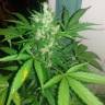 автоцветущие семена конопли Auto White Yoda feminised Philosopher Seeds