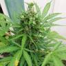 семена конопли f1 в оригинальной упаковке Auto White Yoda feminised Philosopher Seeds