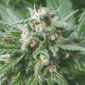 Biddy Early feminised Serious Seeds