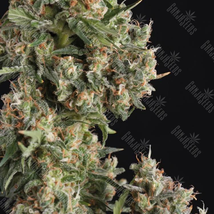 семена конопли аутдор Auto AK 74 feminised Trikoma Seeds семена конопли аутдор Auto AK 74 feminised Trikoma Seeds