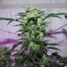 заказ семян конопли Спб MI5 feminised