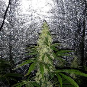 Mazar x Euforia (Magicon) regular Ganja Seeds