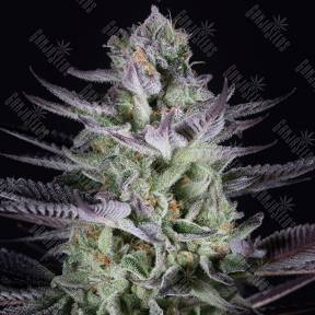 Blueberry Cookies feminised Dinafem Seeds