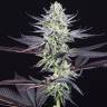 мощные семена конопли Blueberry Cookies feminised Dinafem Seeds мощные семена конопли Blueberry Cookies feminised Dinafem Seeds
