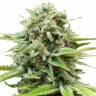 семена конопли аутдор Auto AK feminised Female Seeds семена конопли аутдор Auto AK feminised Female Seeds