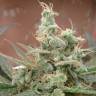семена конопли марихуаны Auto AK feminised Female Seeds семена конопли марихуаны Auto AK feminised Female Seeds