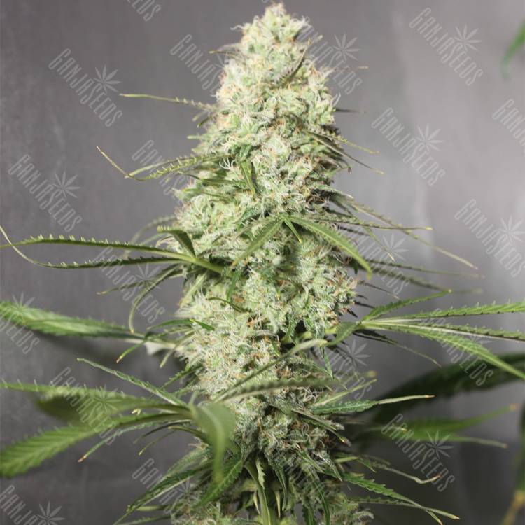 семена конопли Auto Green Crack CBD feminised Ganja Seeds
