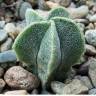 Купить семена кактуса Astrophytum myriostigma SB 262