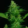 Critical CBG feminised Ganja Seeds