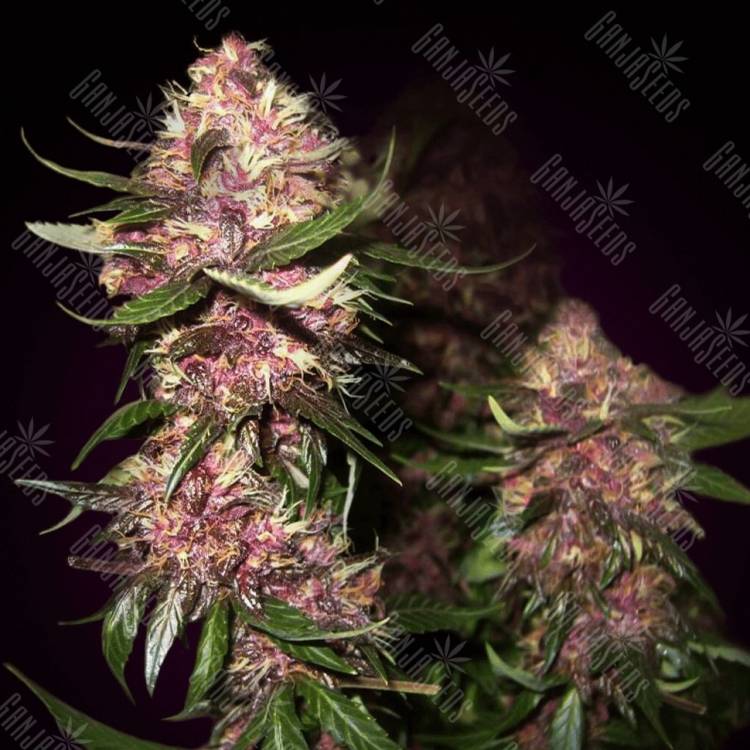 Auto Black Cream feminised Ganja Seeds Auto Black Cream feminised Ganja Seeds