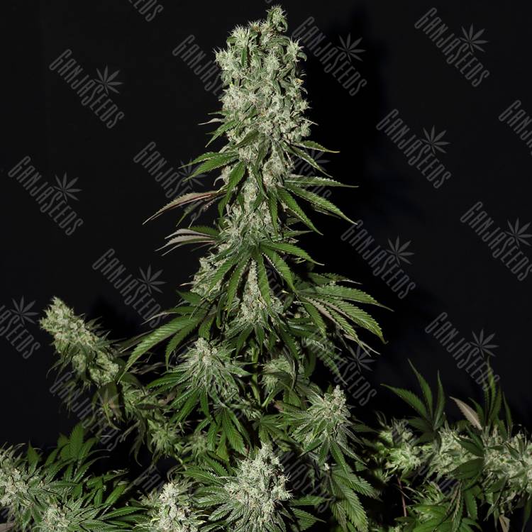 заказать на сайте семена конопли White Strawberry Skunk feminised Strain Hunters Seeds