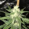 хорошие семена конопли Auto Irimshik feminised Bang Seeds