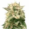 семена конопли гидропоники Auto Bubble feminised Female Seeds