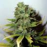 семена конопли марихуаны Mango Skunk feminised Nirvana Seeds