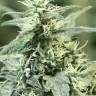 Auto Dedoverde Haze feminised Ganja Seeds