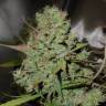 Семена конопли недорого Auto Blueberry feminised GanjaLiveSeeds