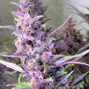 Shaman feminised Ganja Seeds