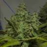 семена конопли 8 Miles High regular Mandala Seeds семена конопли 8 Miles High regular Mandala Seeds