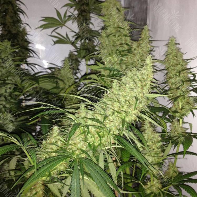 семена конопли интернет магазин 8 Miles High regular Mandala Seeds семена конопли интернет магазин 8 Miles High regular Mandala Seeds