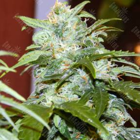 Auto Irtysh feminised Bang Seeds