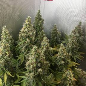 New York Diesel regular Ganja Seeds