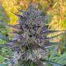 Auto White Chere regular Ganja Seeds Auto White Chere regular Ganja Seeds