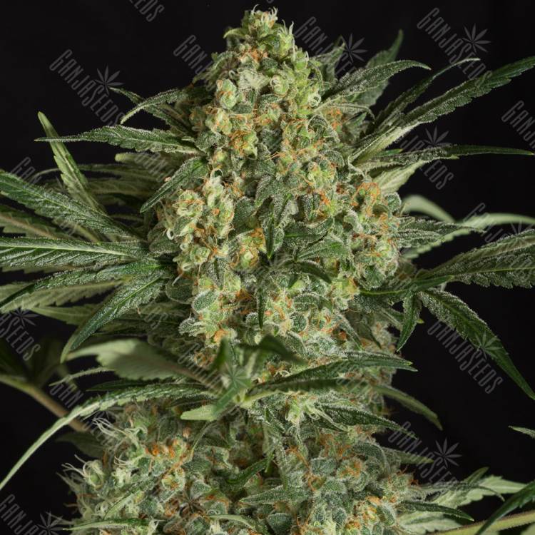 урожайные семена конопли Critical + 2.0 feminised Dinafem Seeds урожайные семена конопли Critical + 2.0 feminised Dinafem Seeds