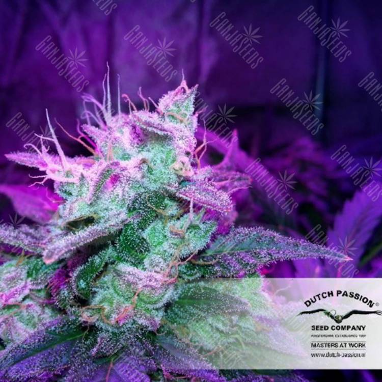 мощные семена конопли Auto SnowStorm #2 feminised Dutch Passion Seeds мощные семена конопли Auto SnowStorm #2 feminised Dutch Passion Seeds