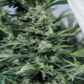 Sour Diesel #2 regular Humboldt Seeds