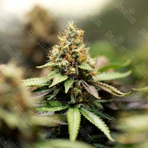Misty Kush feminised Nirvana Seeds