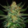 Grapefruit CBD feminised Ganja Seeds