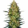 Auto Nirvana Sky feminised Ganja Seeds