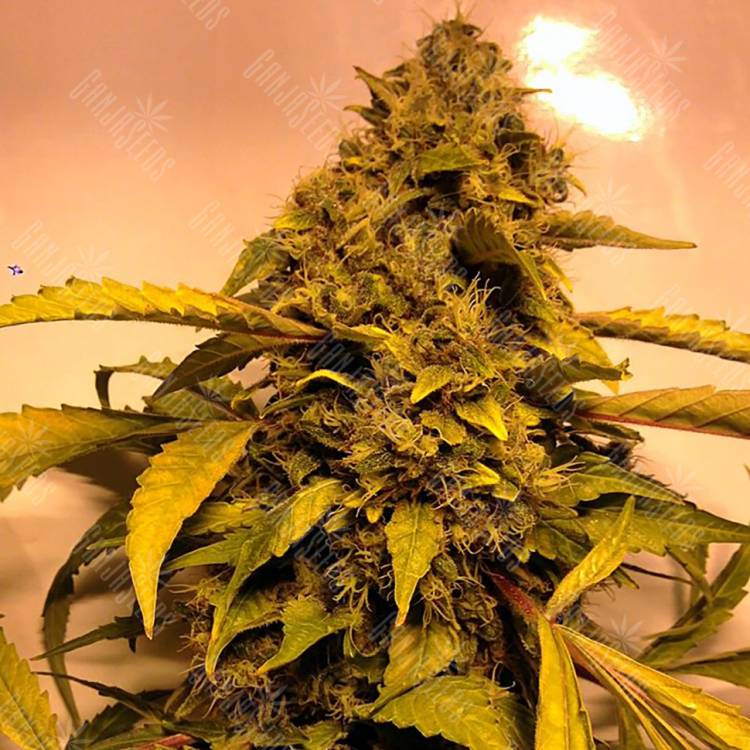 заказ семян конопли Beyond the Brain regular Mandala Seeds заказ семян конопли Beyond the Brain regular Mandala Seeds