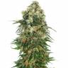 Auto Super Silver Haze feminised Ganja Seeds