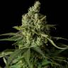 Moby Dick feminised Dinafem Seeds