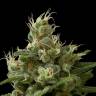 семена конопли Industrial Plant feminised Dinafem Seeds