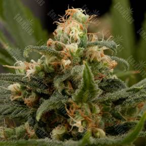 Industrial Plant feminised Dinafem Seeds