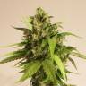 семена конопли автоцвет Auto Taiga #2 feminised Dutch Passion Seeds