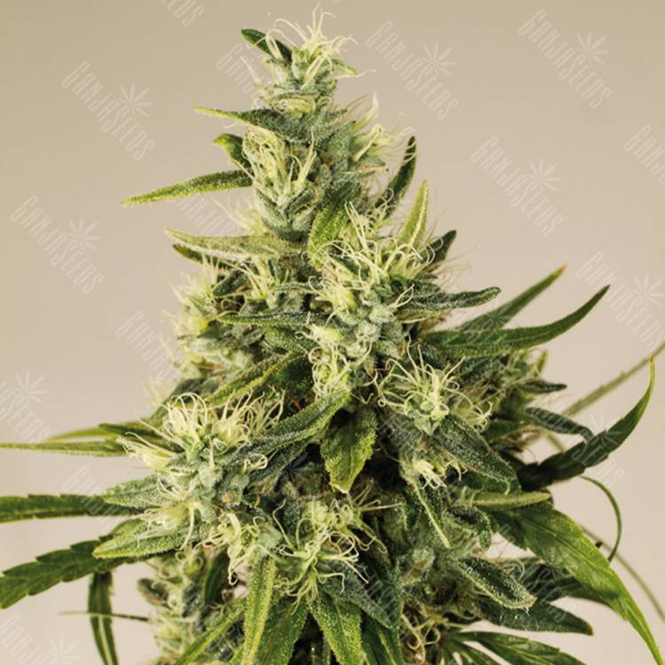 заказать на сайте семена конопли Trainwreck regular Humboldt Seeds заказать на сайте семена конопли Trainwreck regular Humboldt Seeds